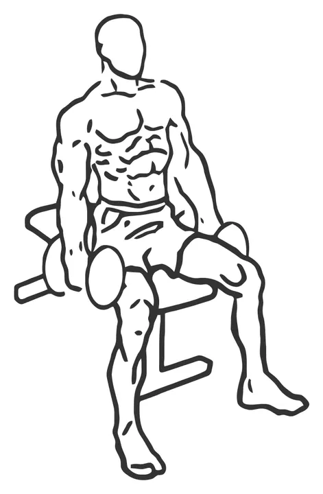 Seated Dumbbell Biceps Curl — start position