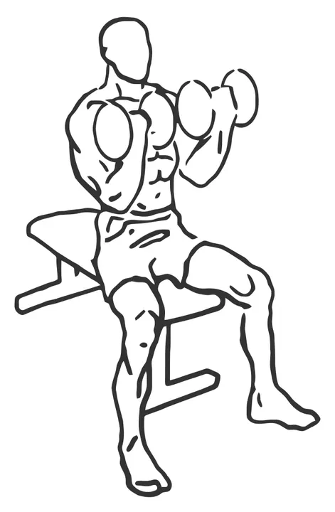 Seated Dumbbell Biceps Curl — end position
