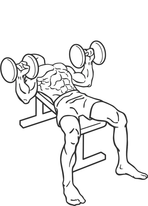 Dumbbell Bench Press — end position