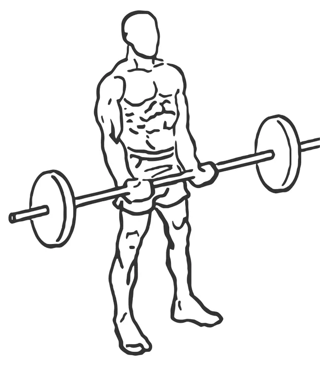 Barbell Curl — start position