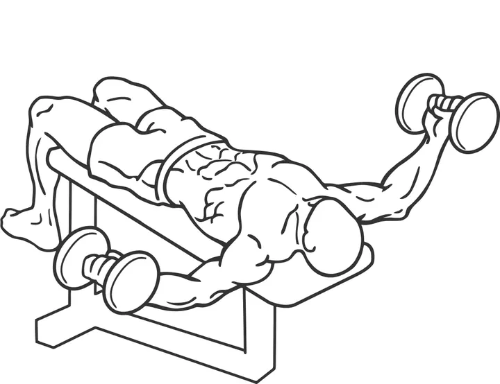 Decline Dumbbell Fly — end position