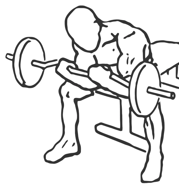Seated Barbell Concentration Curl — end position