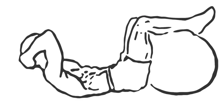 Crunch with Legs on Stability Ball — end position