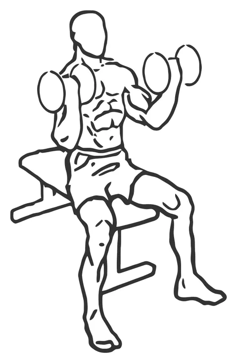 Seated Dumbbell Hammer Curl — end position