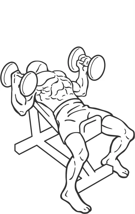 Incline Neutral-Grip Dumbbell Press — end position