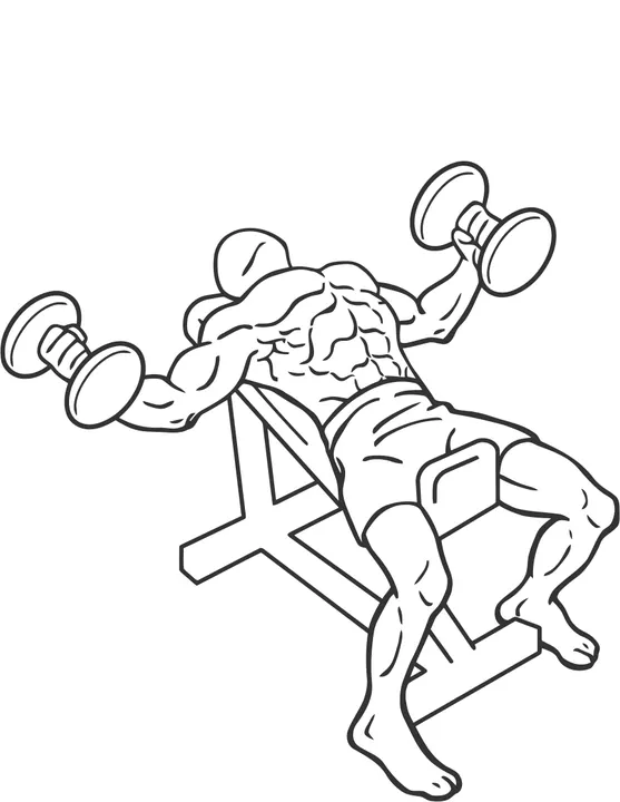 Incline Dumbbell Fly — end position