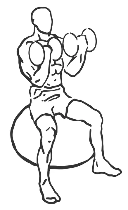 Seated Stability Ball Dumbbell Curl — end position