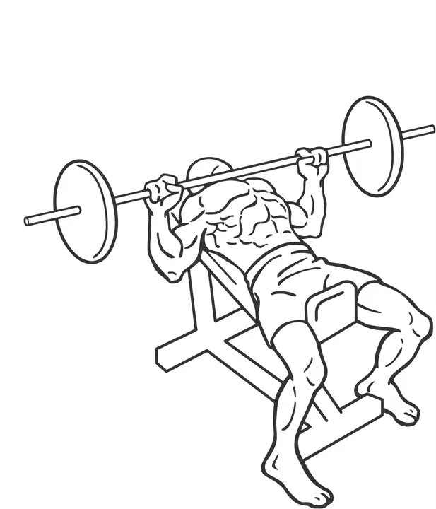 Incline Barbell Bench Press — end position