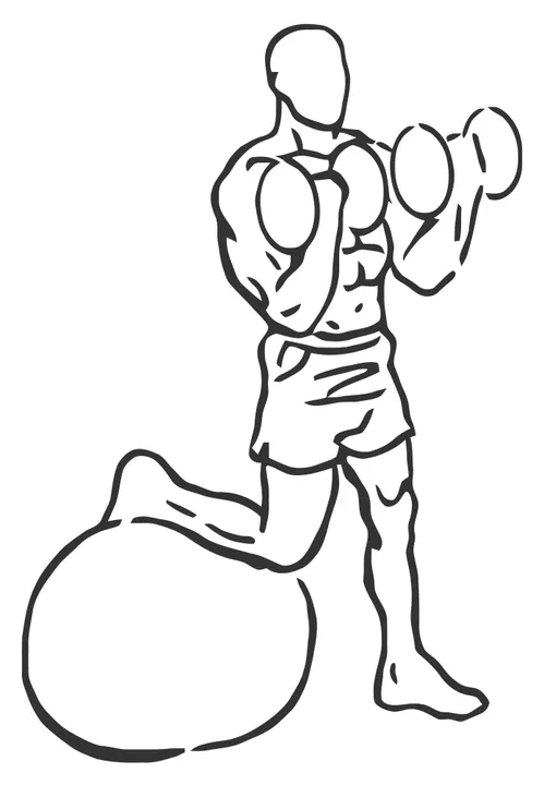 Dumbbell Curl with Rear Foot on Stability Ball — end position