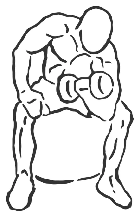 Stability Ball Concentration Curl — end position