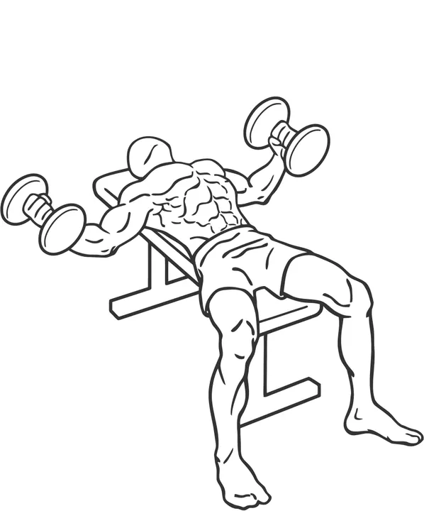 Dumbbell Fly — end position