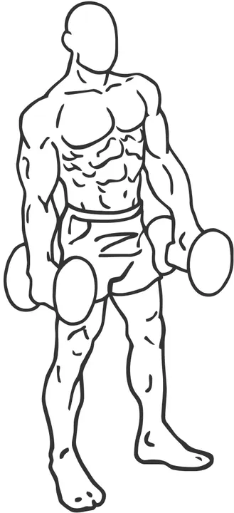 Dumbbell Shrug — end position