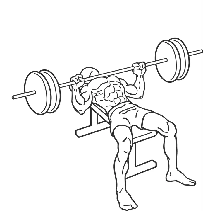 Barbell Bench Press — end position
