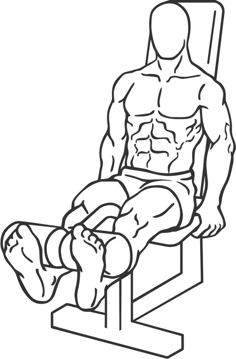 Leg Extension — end position