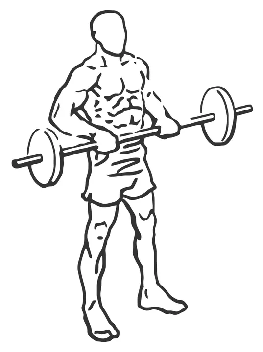 Barbell Drag Curl — end position