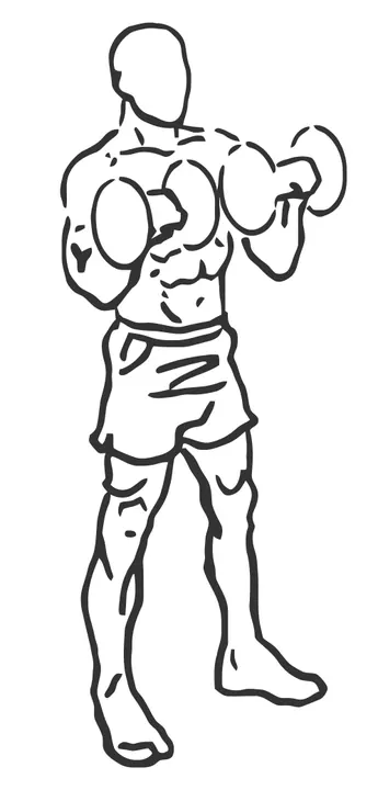 Dumbbell Biceps Curl — end position